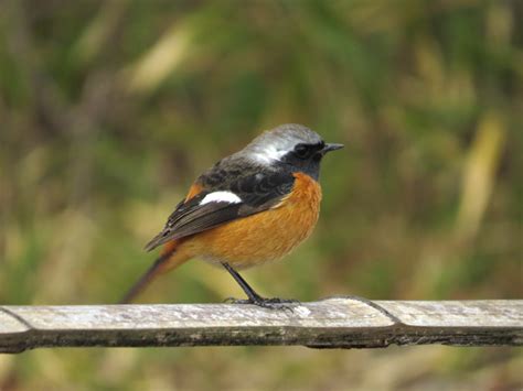 庭 鳥|庭に来る鳥の名前を調べる